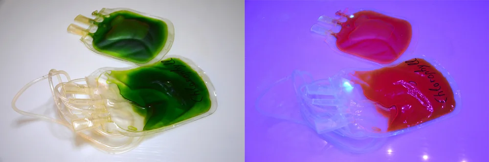 Photosynthesis Purple, installation view 4