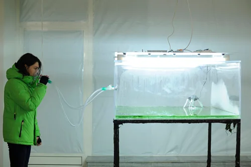 Photosynthesis Purple, installation view 5