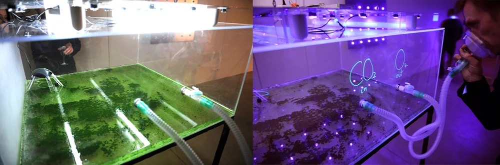 Photosynthesis Purple, installation view 6