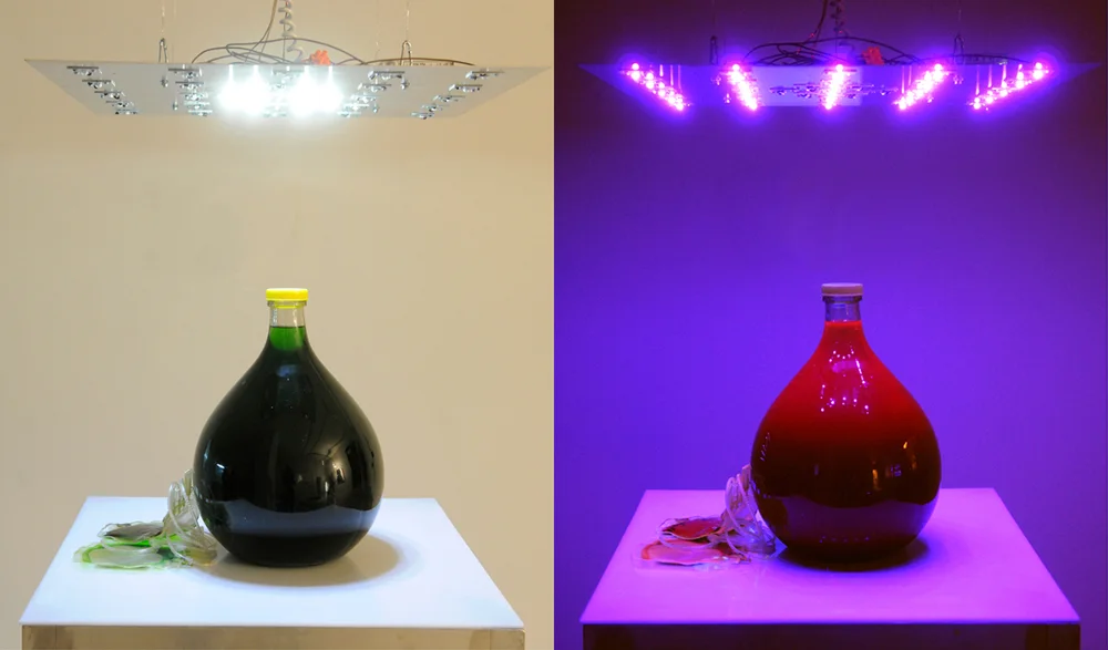 Photosynthesis Purple, installation view 7